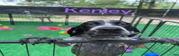 German Shorthaired Pointer dogs for sale: Kenley  - Ad 1