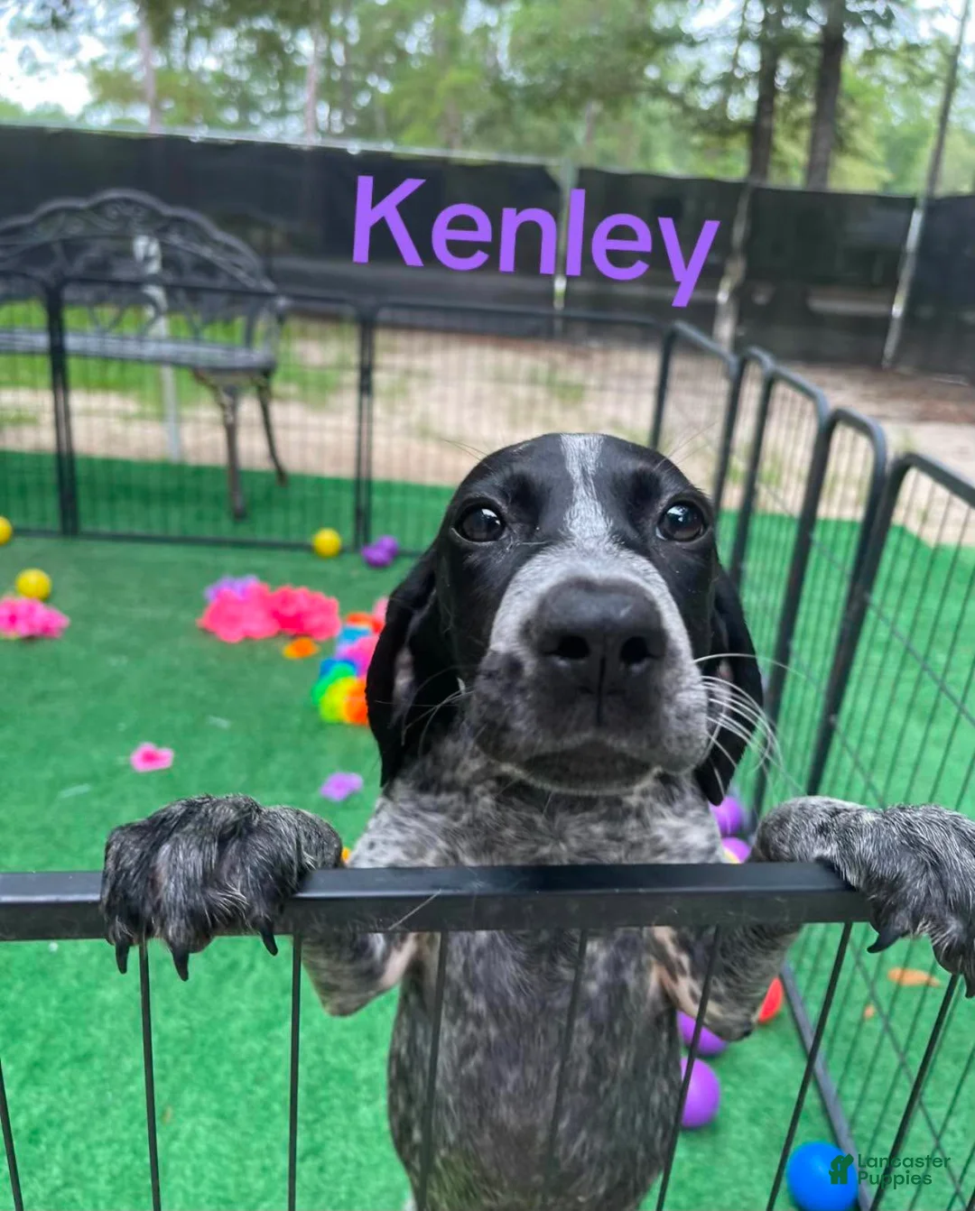 German Shorthaired Pointer dogs for sale: Kenley  - Ad 1