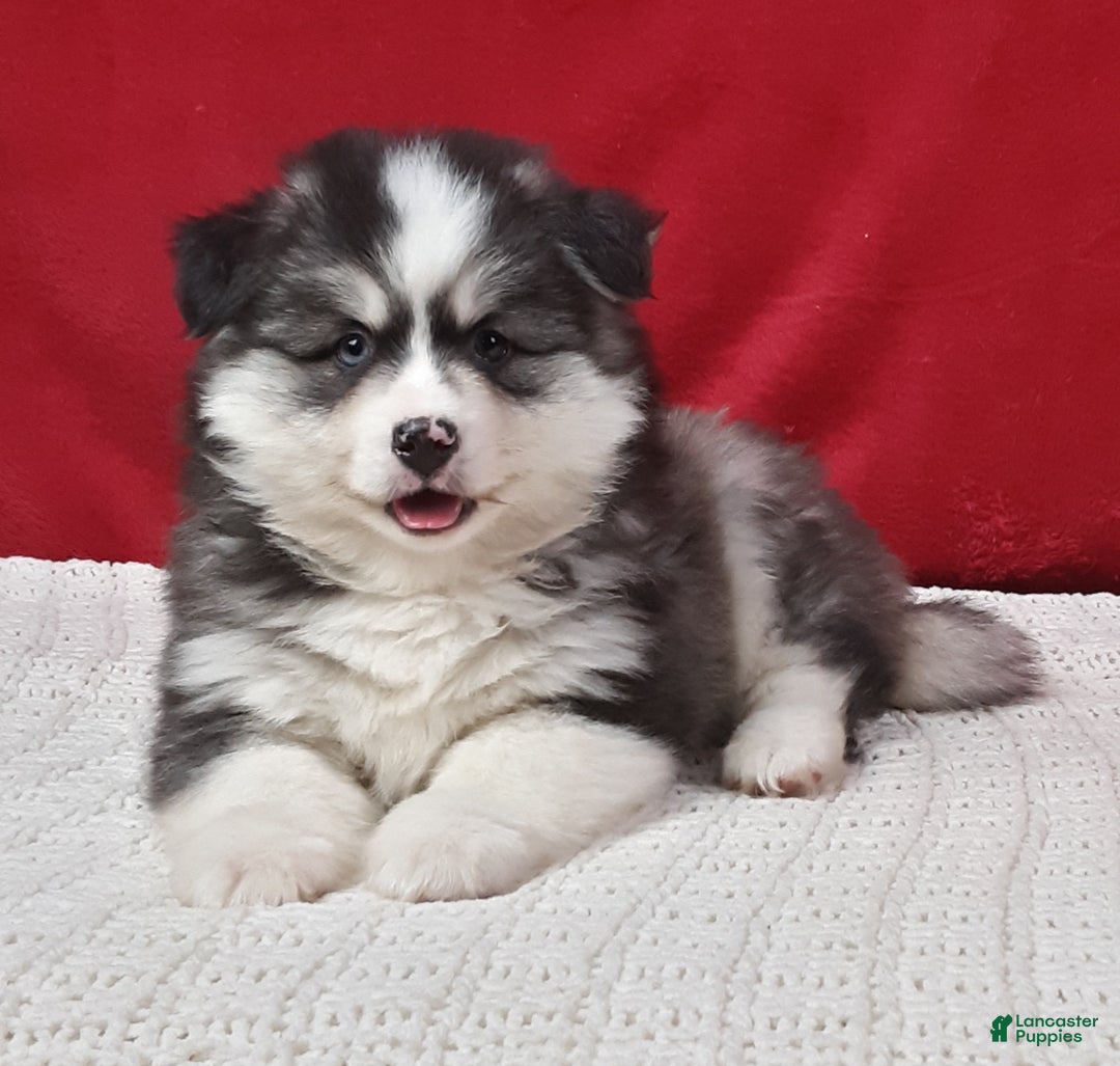 Pomsky dogs for sale: Rocky  - Ad 2