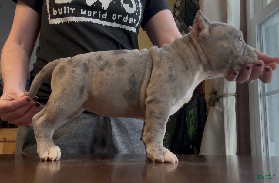 American Bully dogs Blue Merle Female  - Ad 17