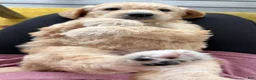 Double Doodle dogs for sale: River - F2 Double Doodle - Ad 11