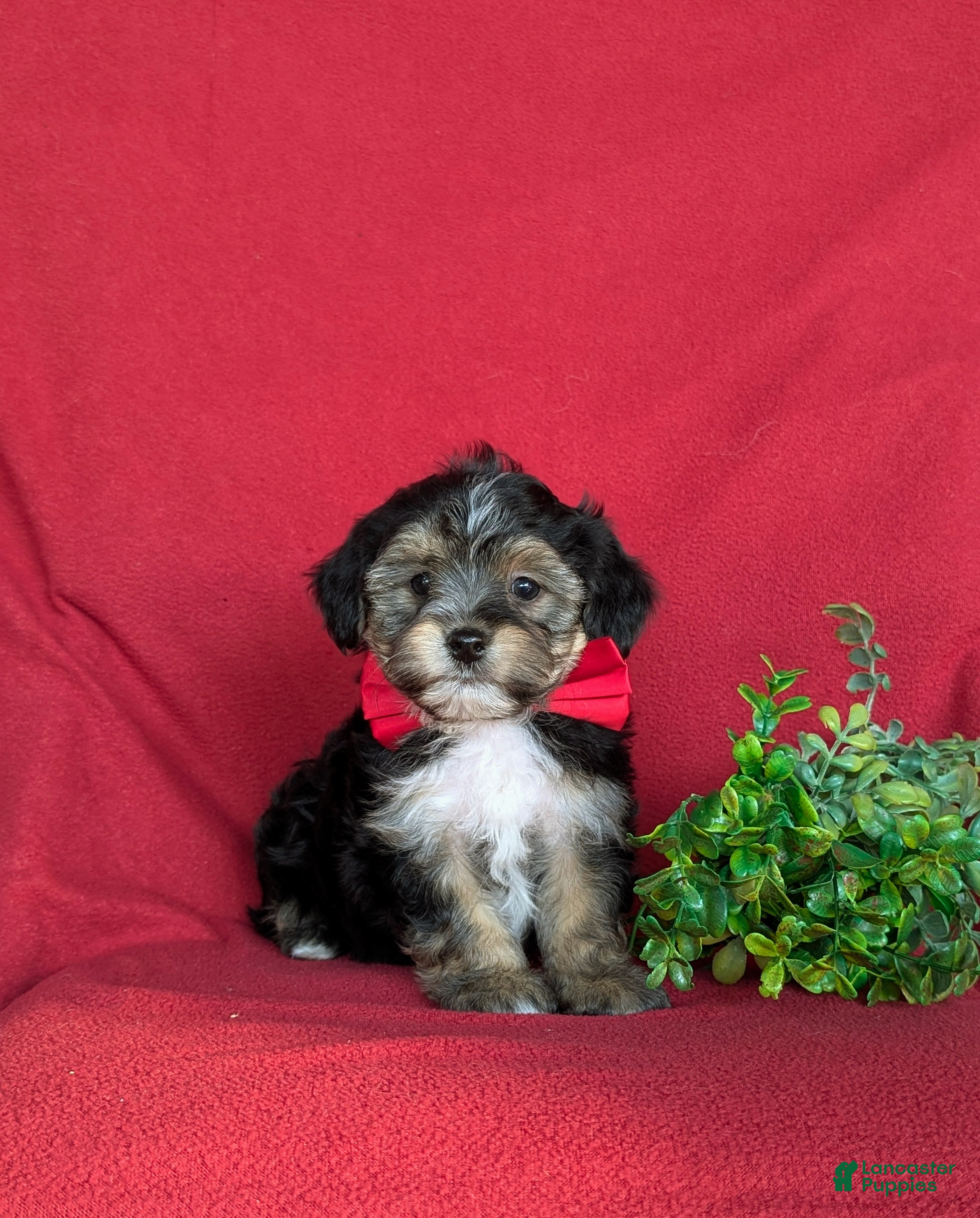 Yorkiepoo dogs for sale: Duane 7 lbs Full Grown - Ad 2