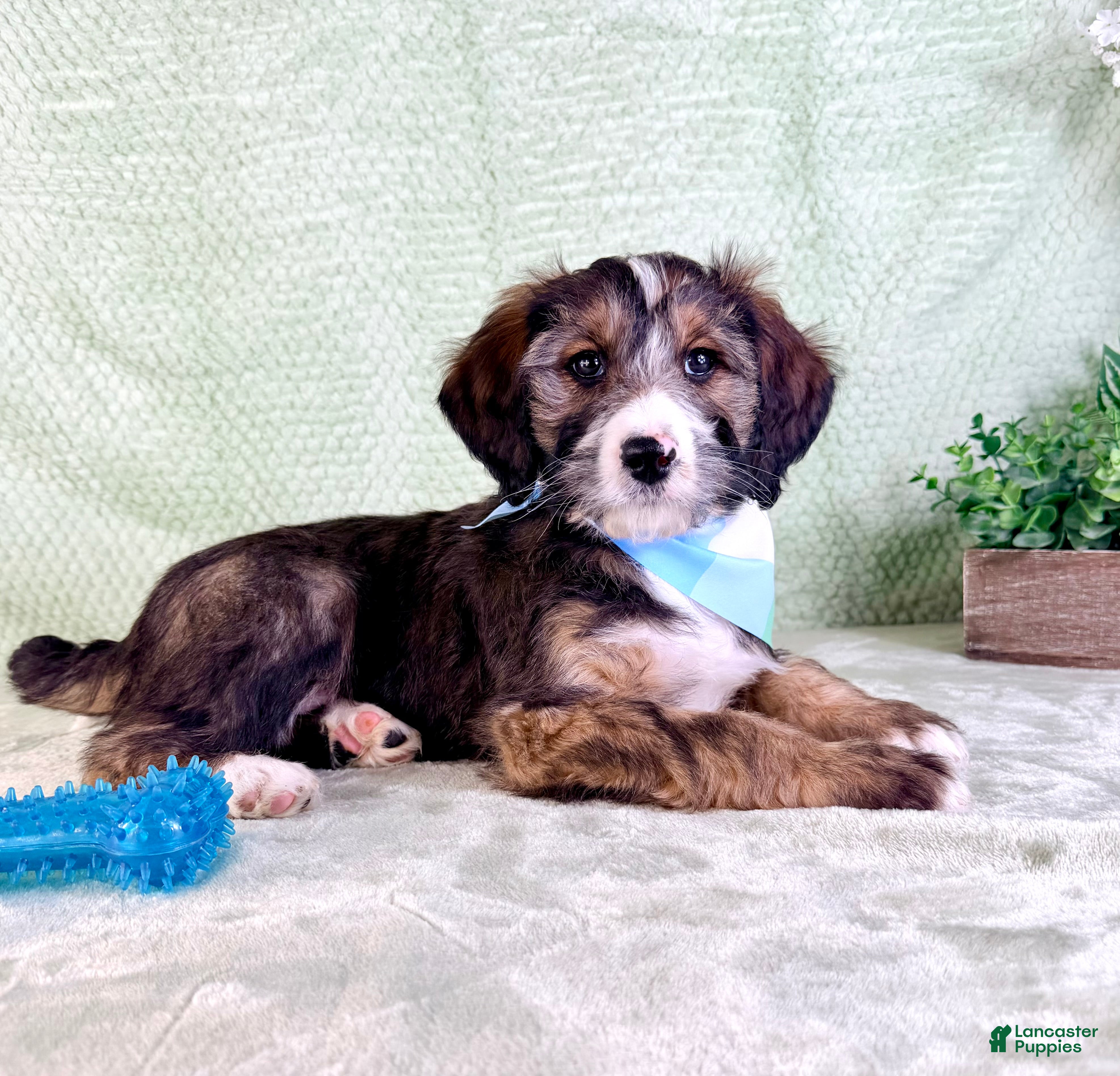 Bernedoodle dogs Franklin - Ad 25