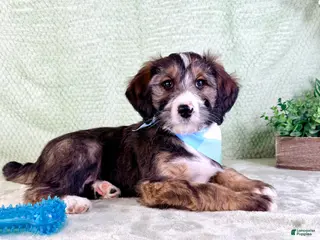 Bernedoodle dogs Franklin - Ad 25