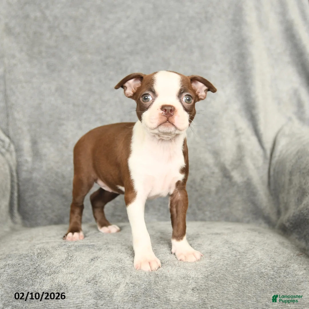 Boston Terrier dogs for sale: Daisy - Ad 4