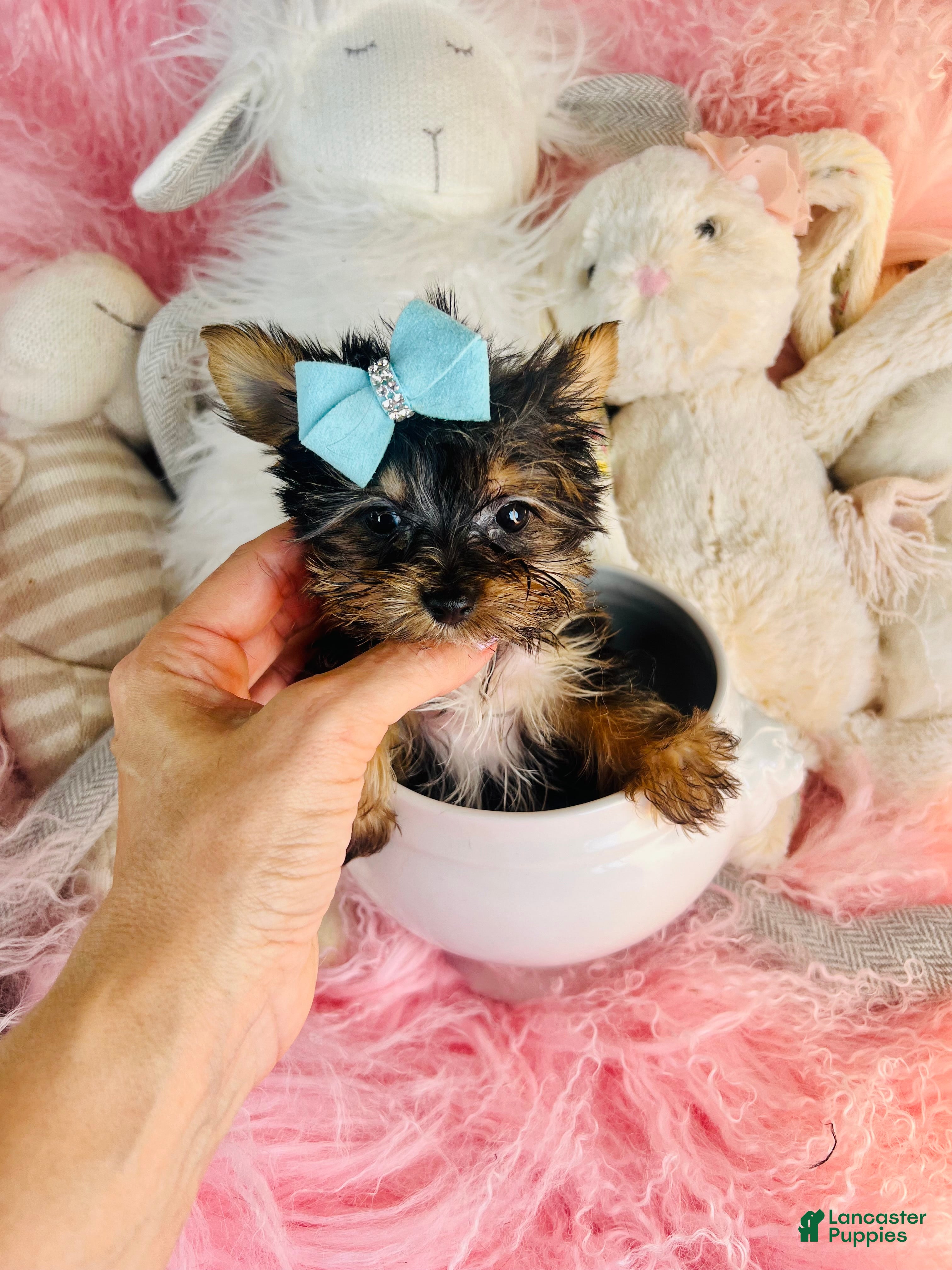 Yorkshire Terrier dogs Teacup/Pocketbook Yorkshire Terrier 1 - Ad 1