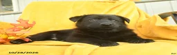 German Shepherd dogs for sale: Micah  - Ad 4