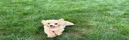 Maltipoo dogs for sale: Tiny - Ad 10