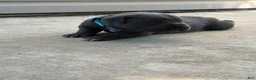 Cane Corso dogs for sale: Light Blue - Ad 3