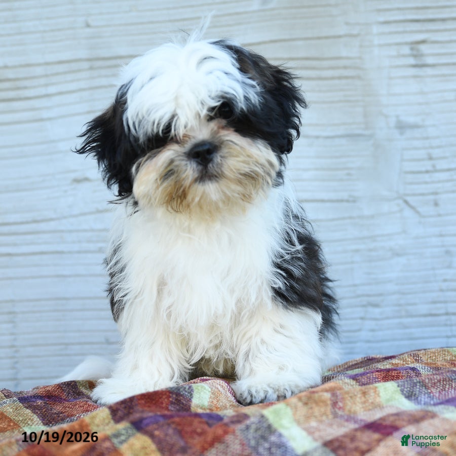 Teddy Bear dogs for sale: Mittens  - Ad 2