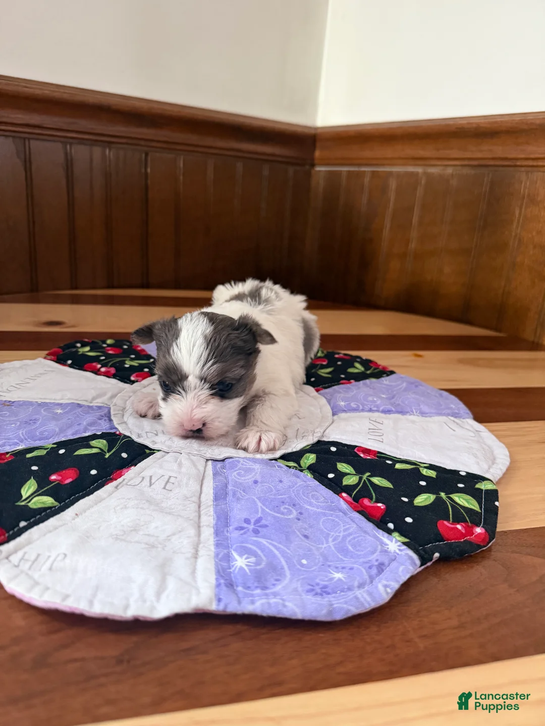 Yorkshire Terrier dogs for sale: Yorkshire Terrier Puppy 3 - Ad 3