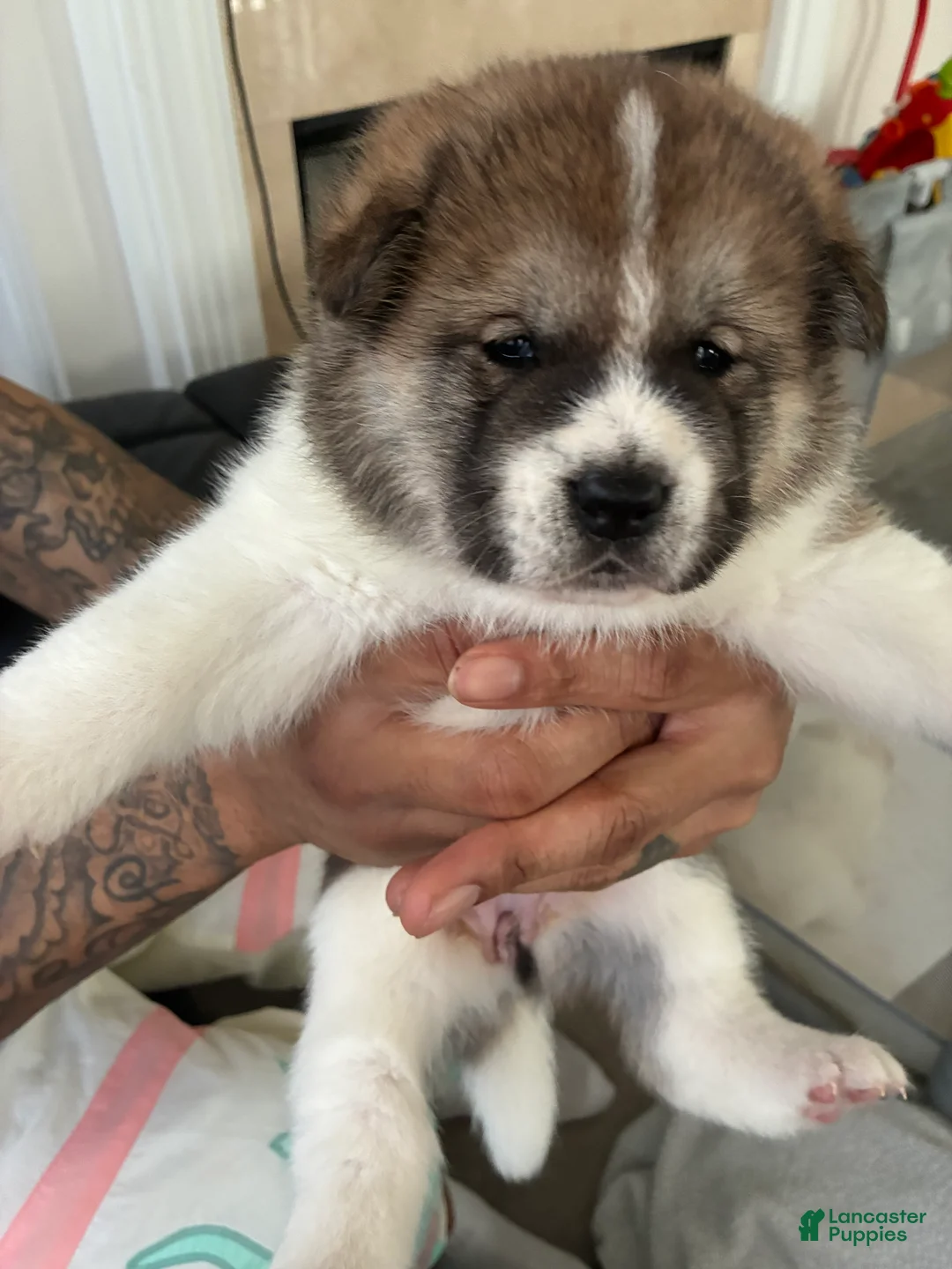 Akita dogs for sale: Nova - Ad 1
