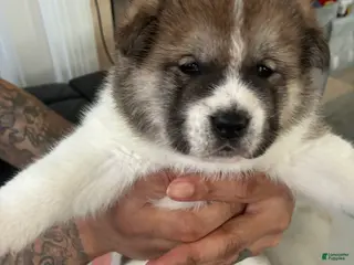 Akita dogs Nova - Ad 3