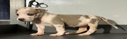 Great Dane dogs for sale: Teeny Tot - Ad 1