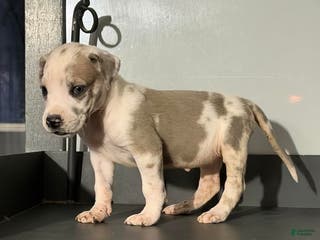 Great Dane dogs Teeny Tot - Ad 41