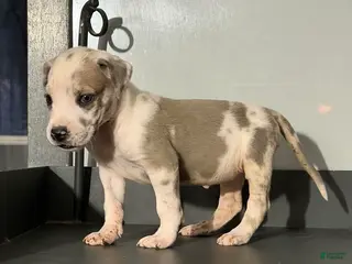 Great Dane dogs Teeny Tot - Ad 24