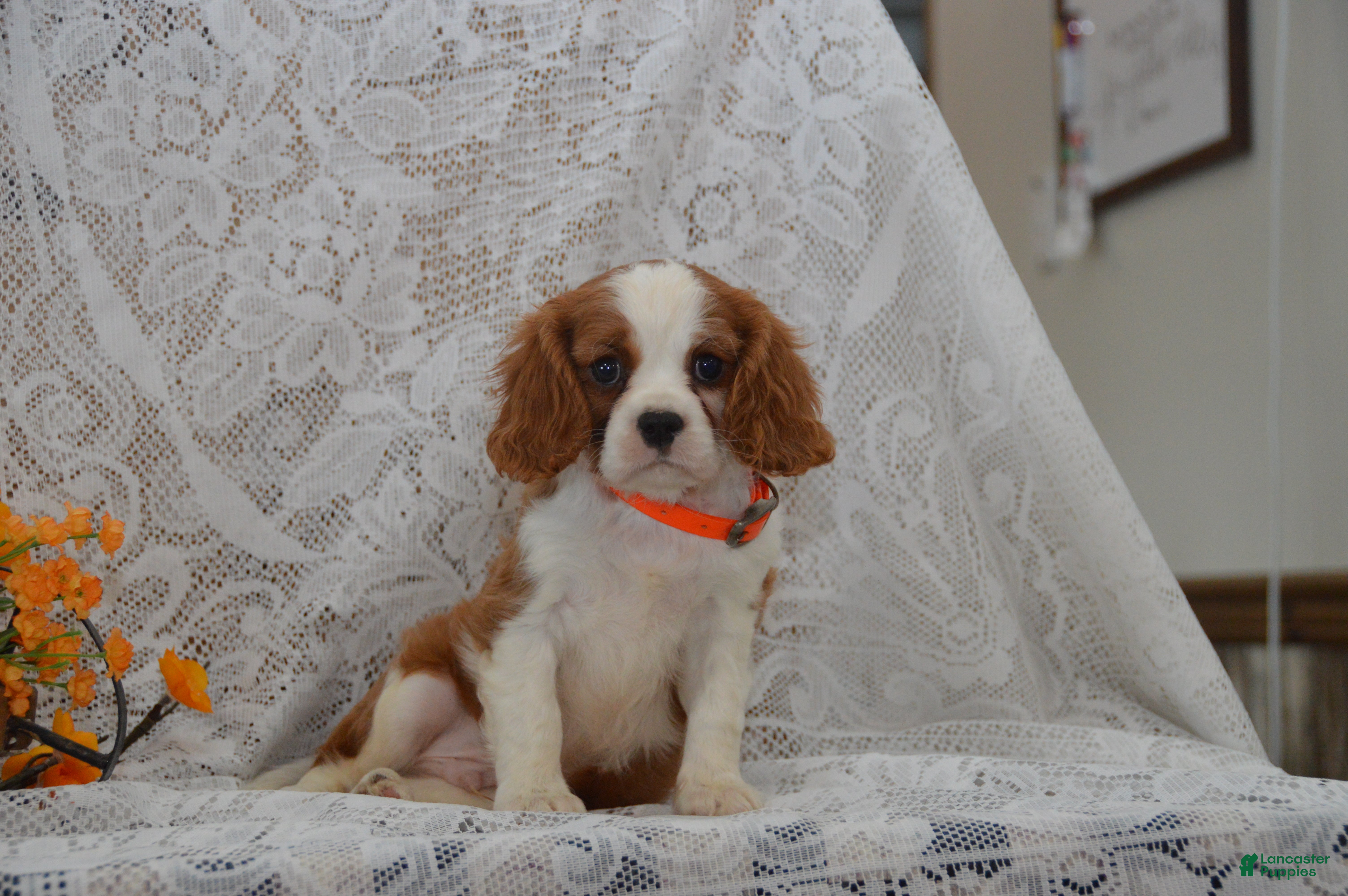 Cavalier King Charles Spaniel dogs Woodling - Ad 1