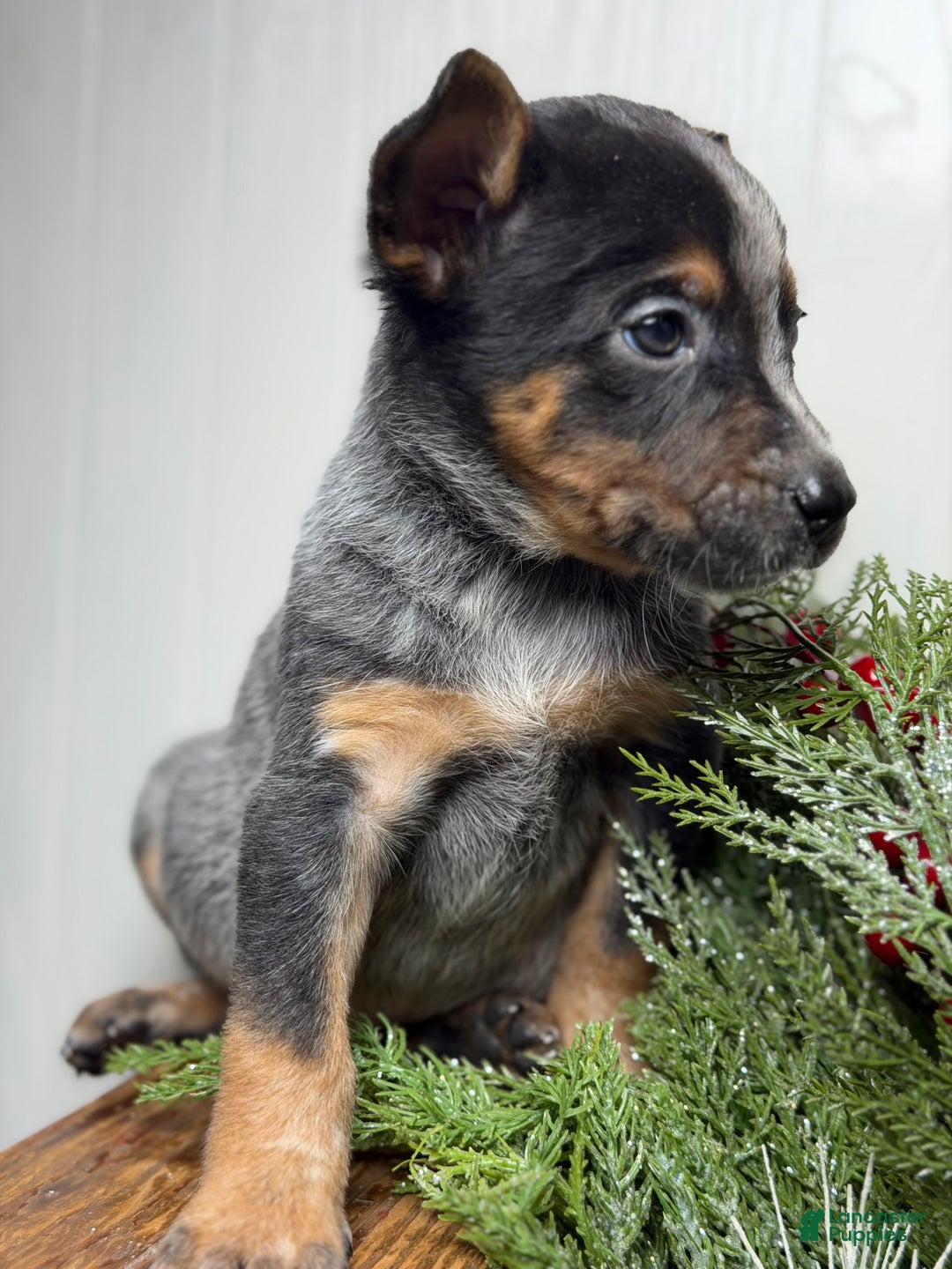 Australian Cattle Dog dogs for sale: Australian Cattle Dog Puppy 2 - Ad 5