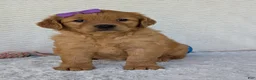 Golden Retriever dogs for sale: Miss Millie  - Ad 20