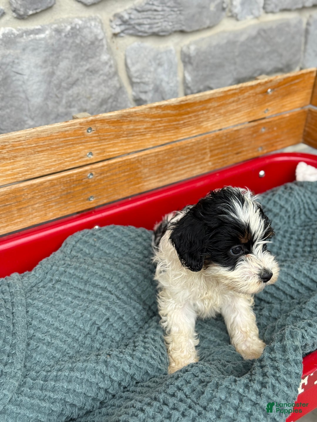Cavapoo dogs for sale: Arlo - Ad 51