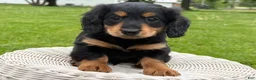 Miniature Dachshund dogs for sale: Milo - Ad 6