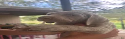 Weimaraner dogs for sale: Brisa - Ad 1