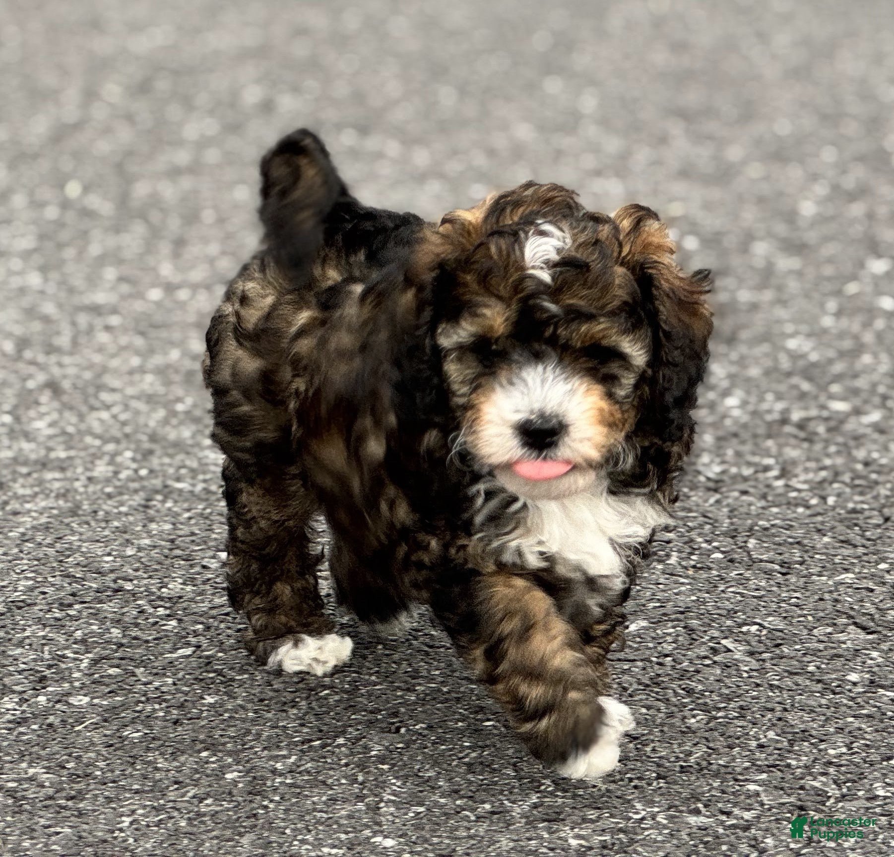 Mini Bernedoodle dogs Callie - Ad 2