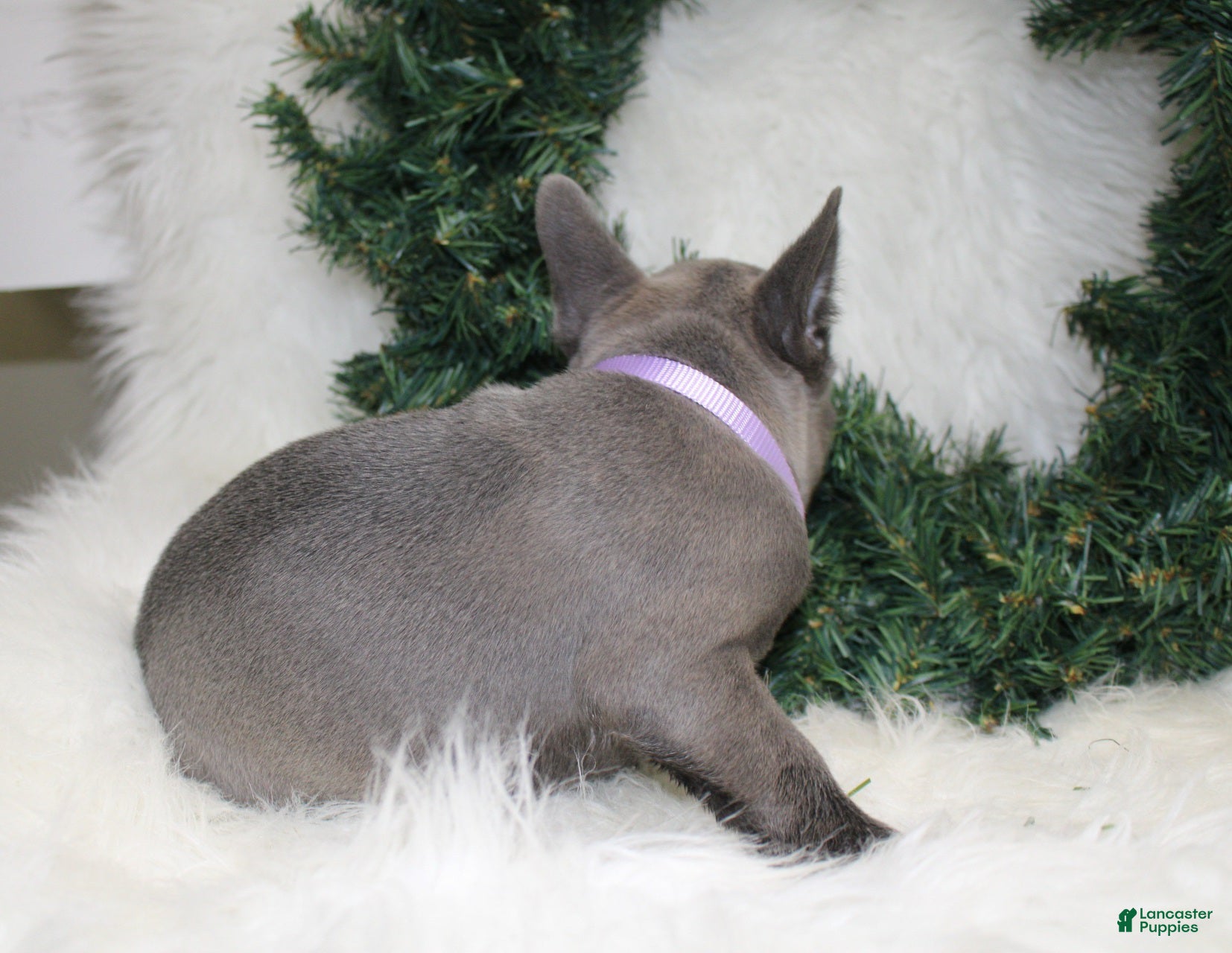 Mixed Breed dogs Ollie - Ad 2