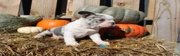 Mixed Breed dogs for sale: Nash - Ad 9