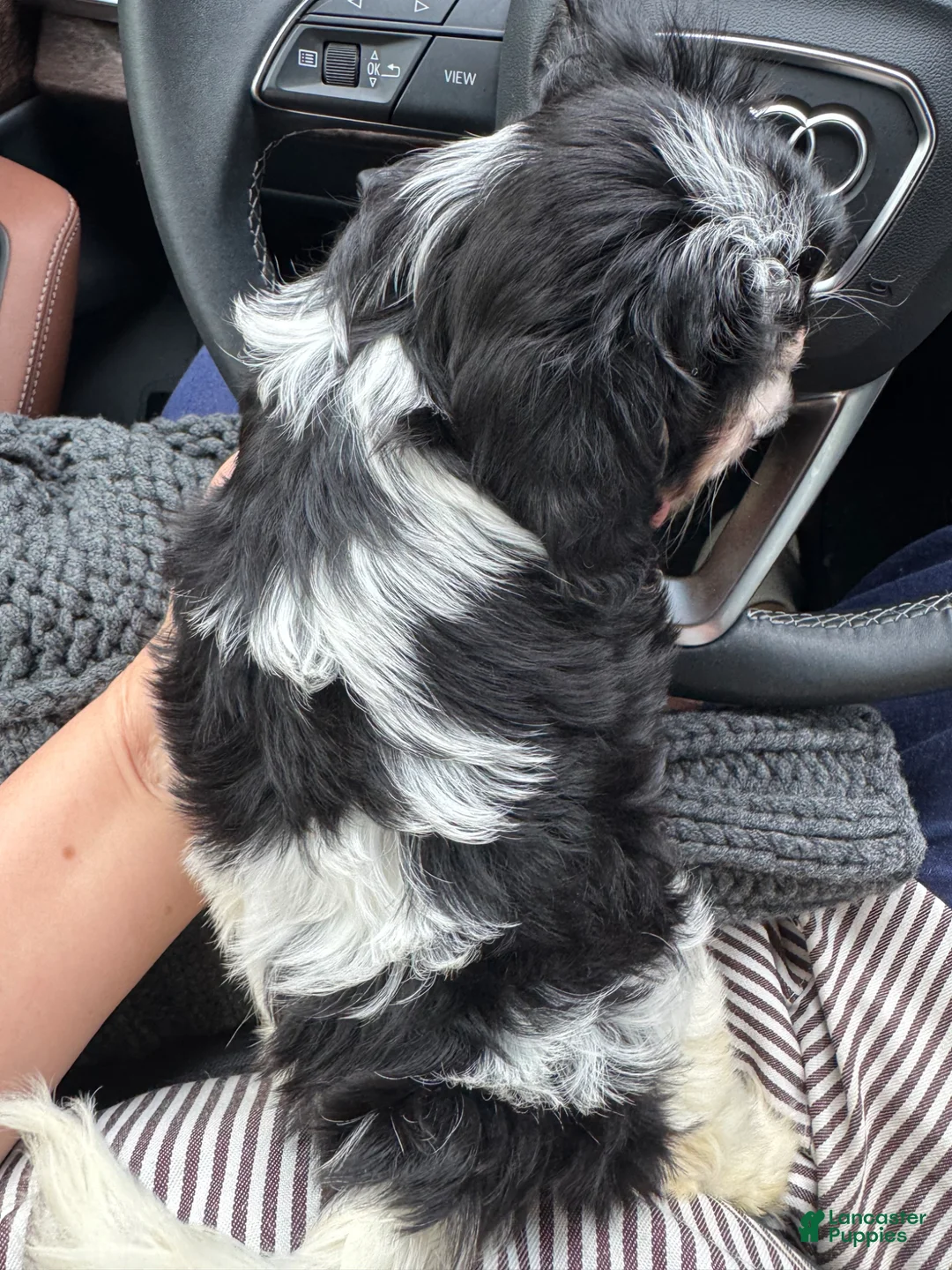 Cavapoo dogs for sale: Panda - Ad 6