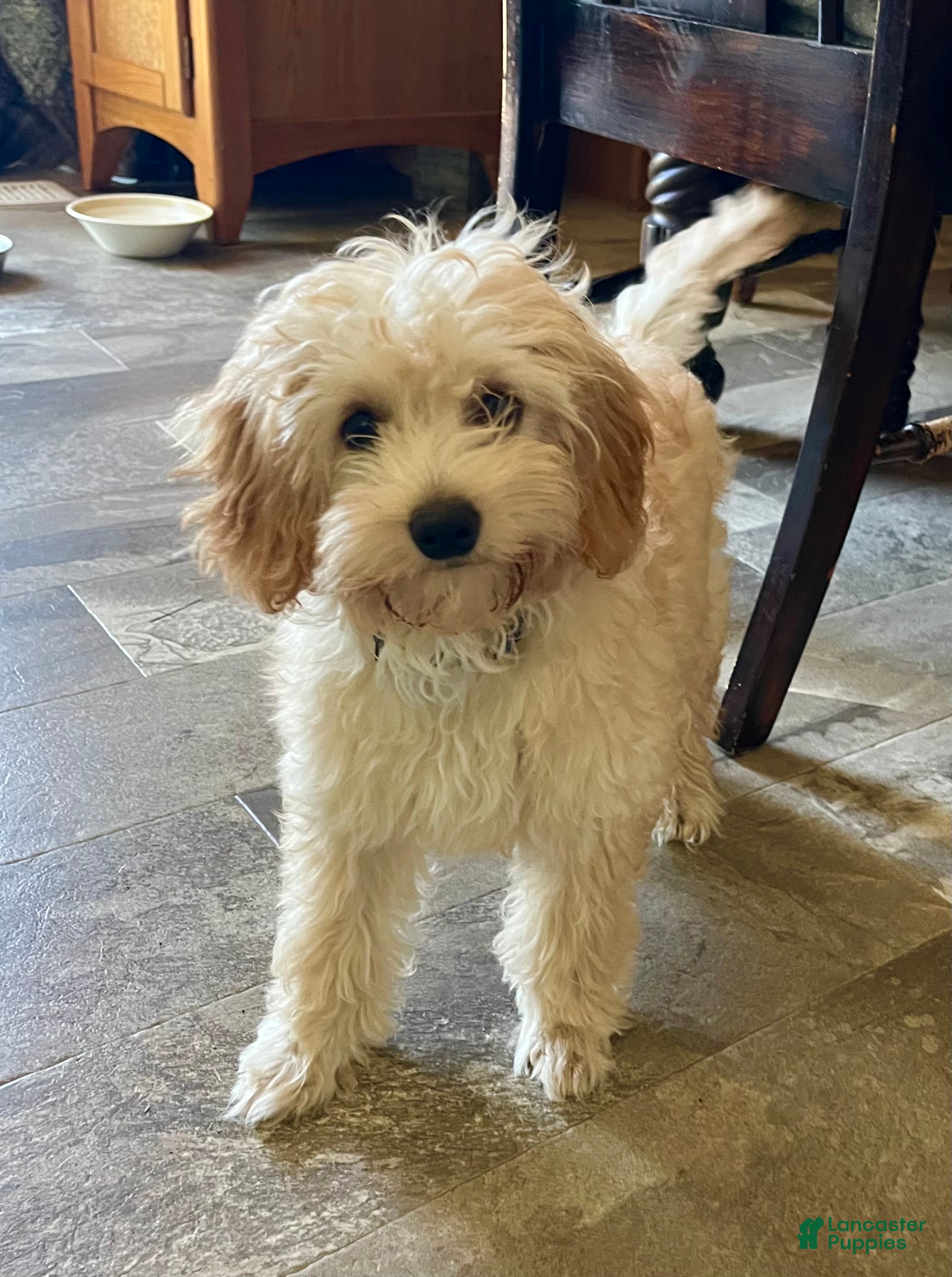 Cavapoo dogs Sunshine - Ad 1