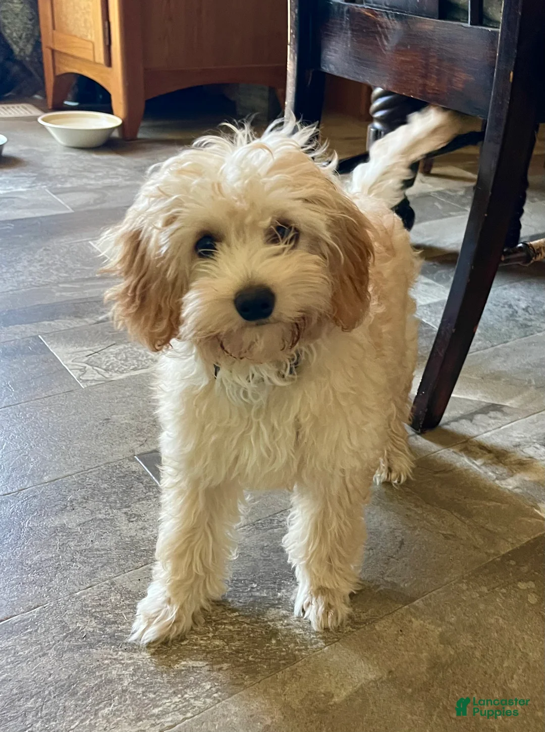 Cavapoo dogs for sale: Sunshine - Ad 1