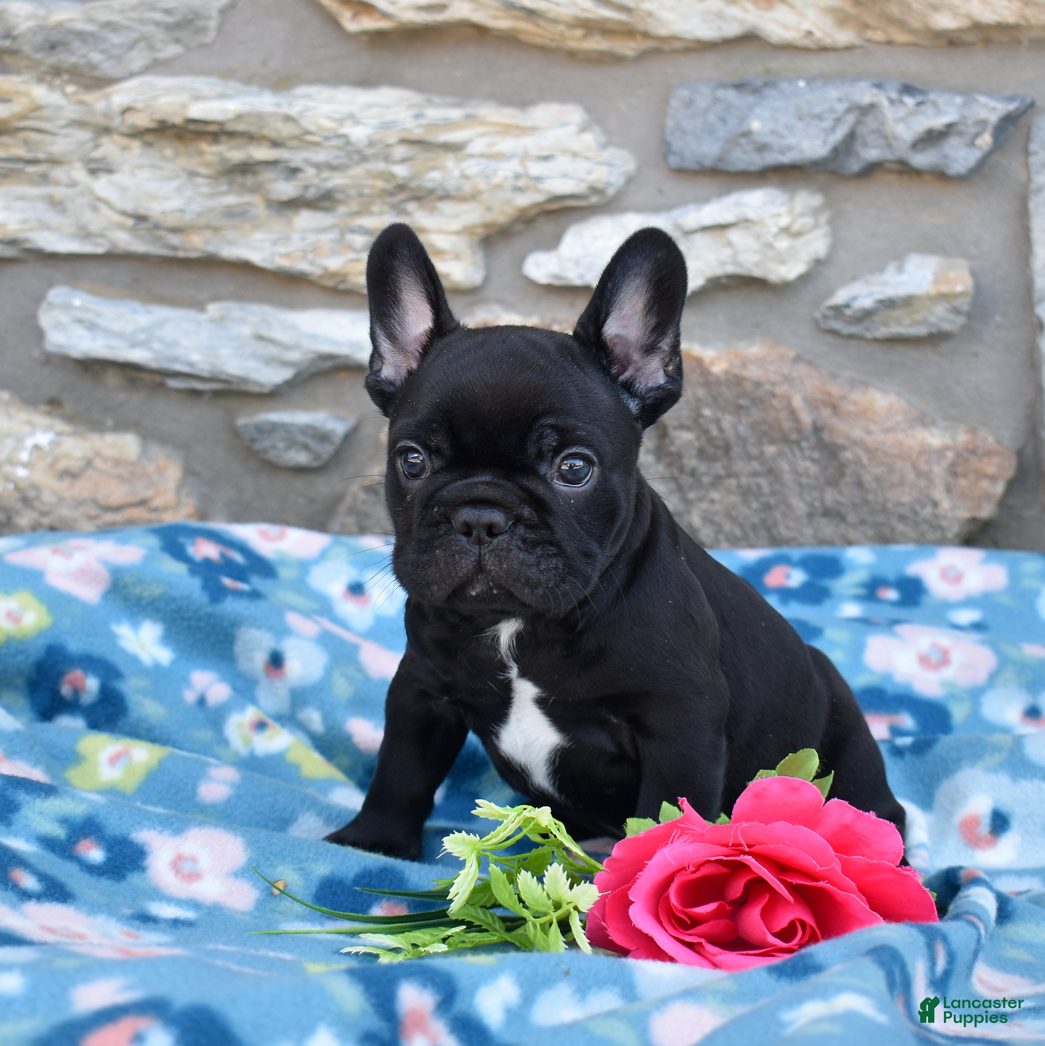 French Bulldog dogs Midnight - Ad 2