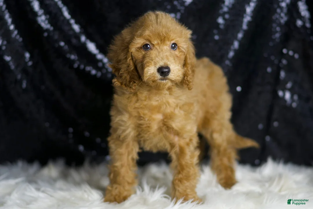Mini Goldendoodle dogs for sale: Captain - Ad 2