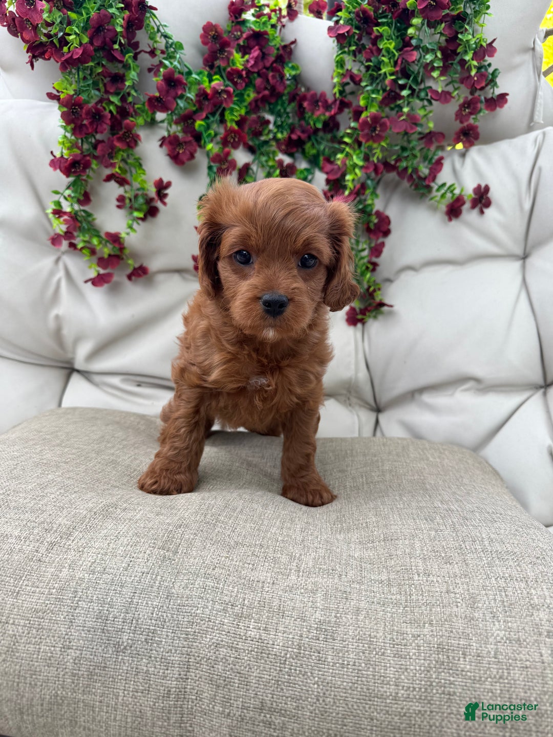 Cavapoo dogs for sale: Ruby - Ad 3