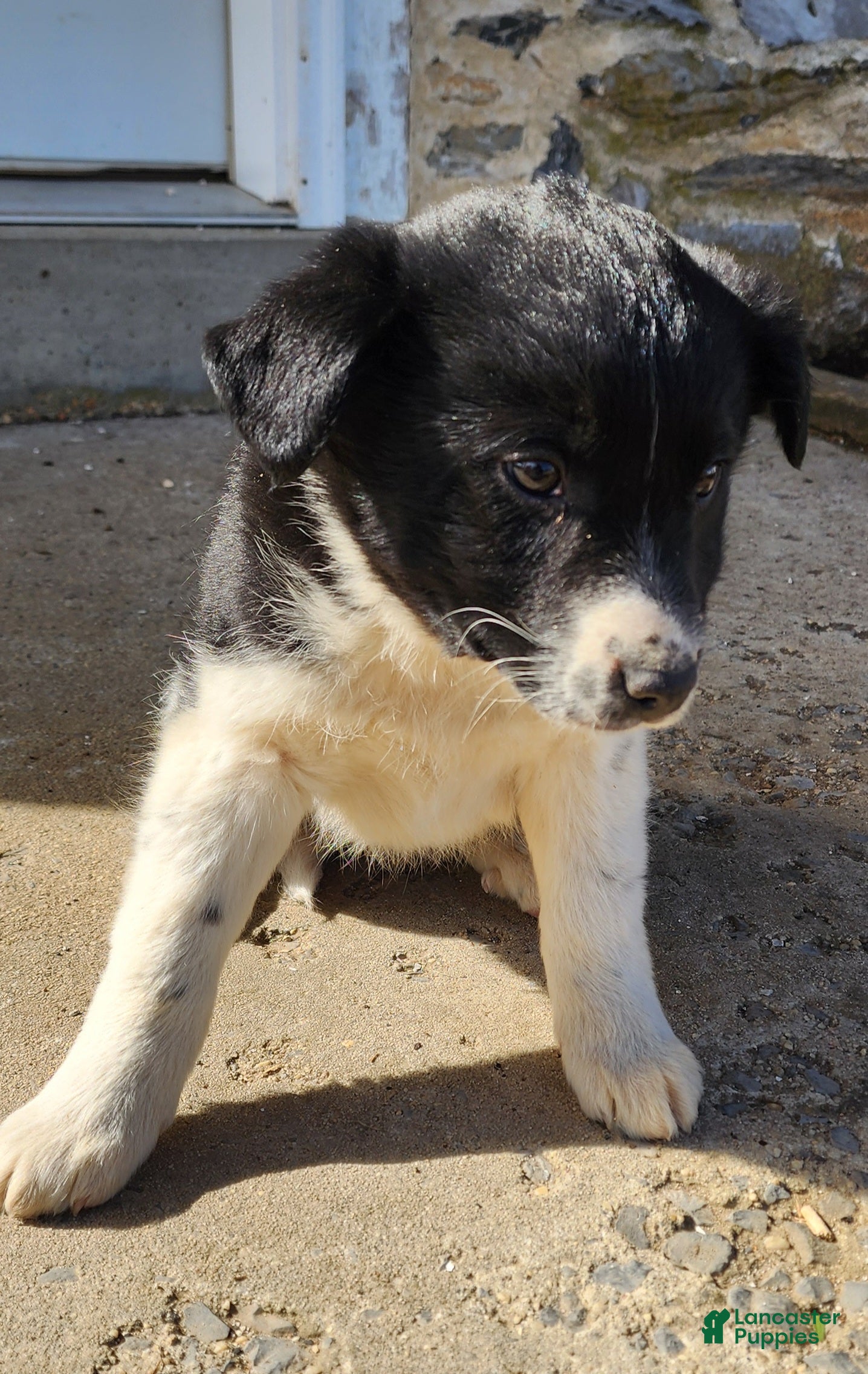 Mixed Breed dogs Mixed Breed Puppy 2 - Ad 1