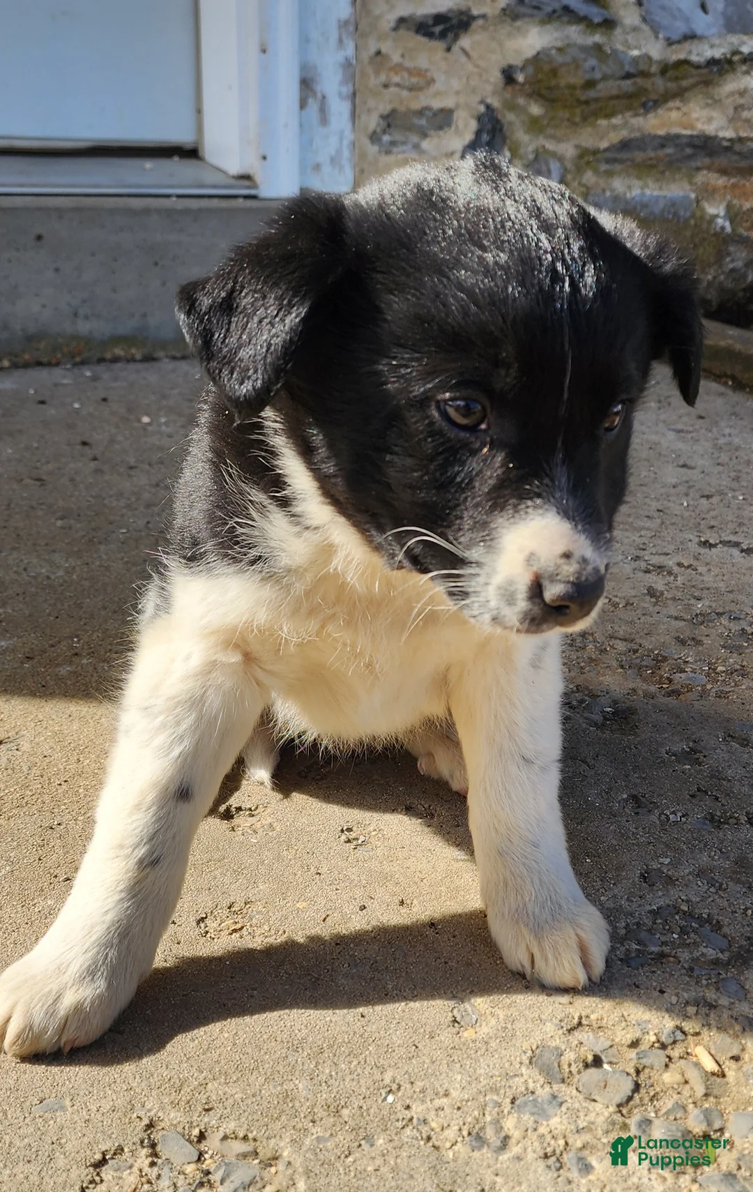 Mixed Breed dogs for sale: Mixed Breed Puppy 2 - Ad 1