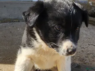 Mixed Breed dogs for sale: Mixed Breed Puppy 2 - Ad 3