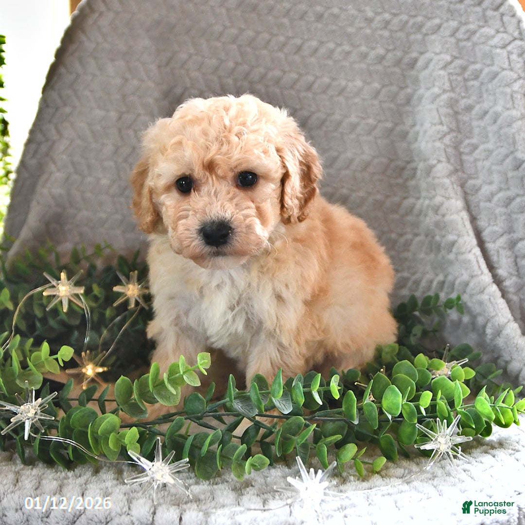 Cavachon dogs for sale: Miles - Ad 4