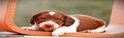 Miniature Dachshund dogs for sale: Casper - Ad 3