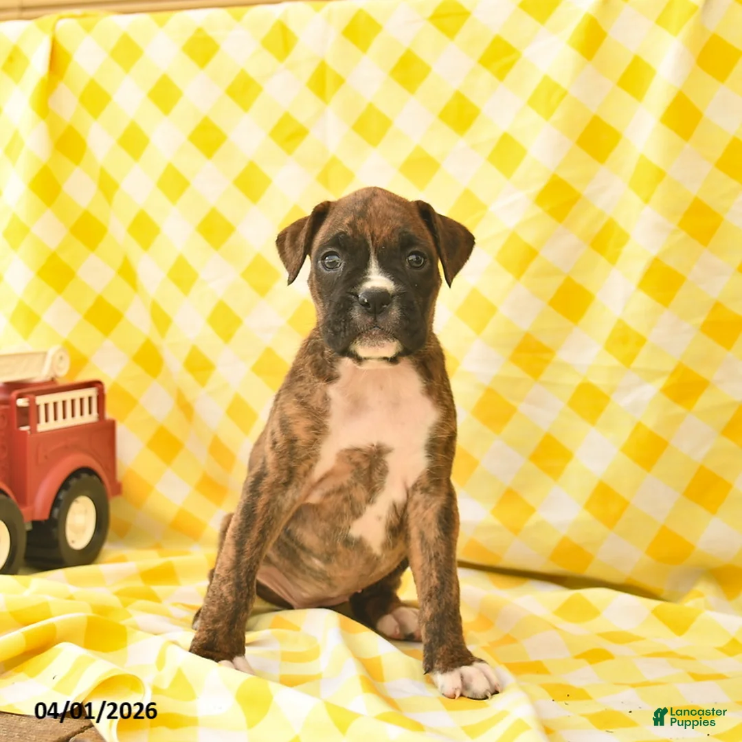Boxer dogs for sale: Jewel  - Ad 2