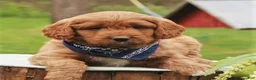 Labradoodle dogs for sale: Parker - Ad 2