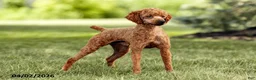 Mini Goldendoodle dogs for sale: Winston - Ad 11