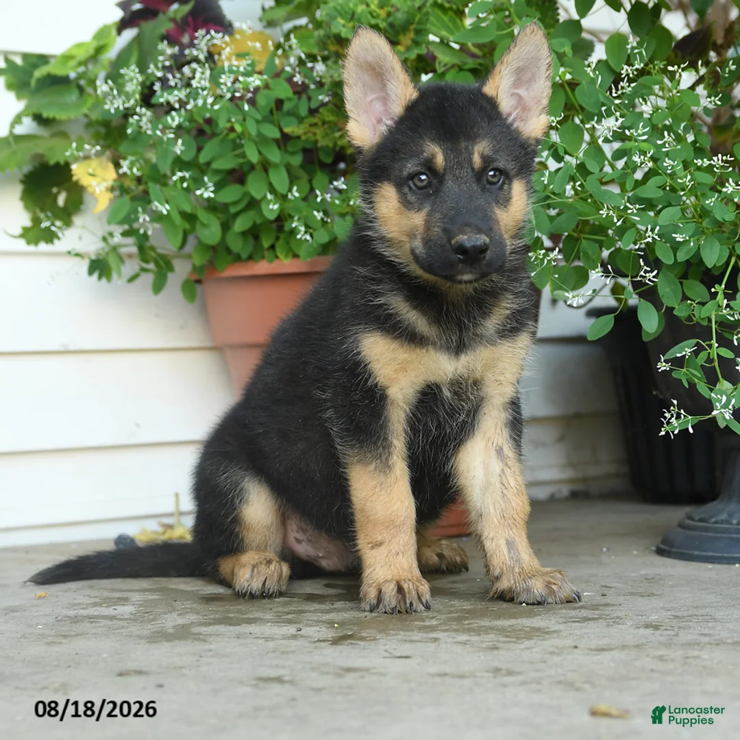 Gerberian Shepsky dogs for sale: Theodore - Ad 1