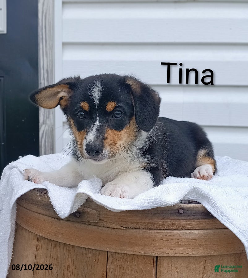 Welsh Corgi Pembroke dogs Tina - Ad 1