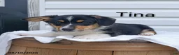 Welsh Corgi Pembroke dogs for sale: Tina - Ad 1