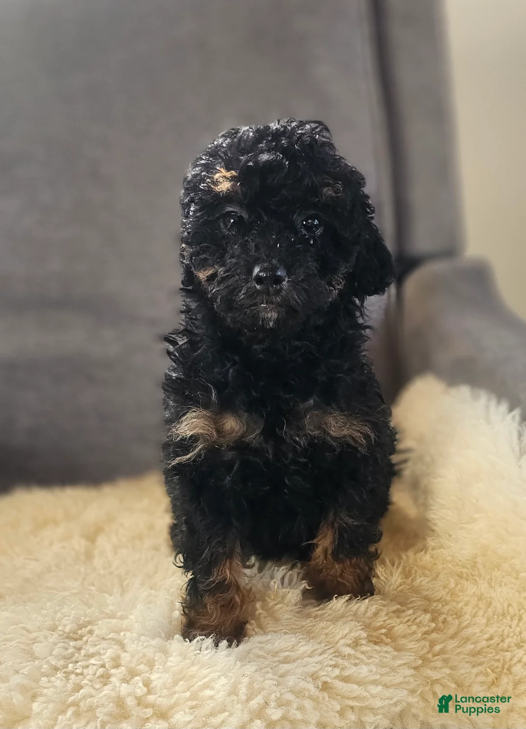 Mini Bernedoodle dogs for sale: Sierra - Ad 2
