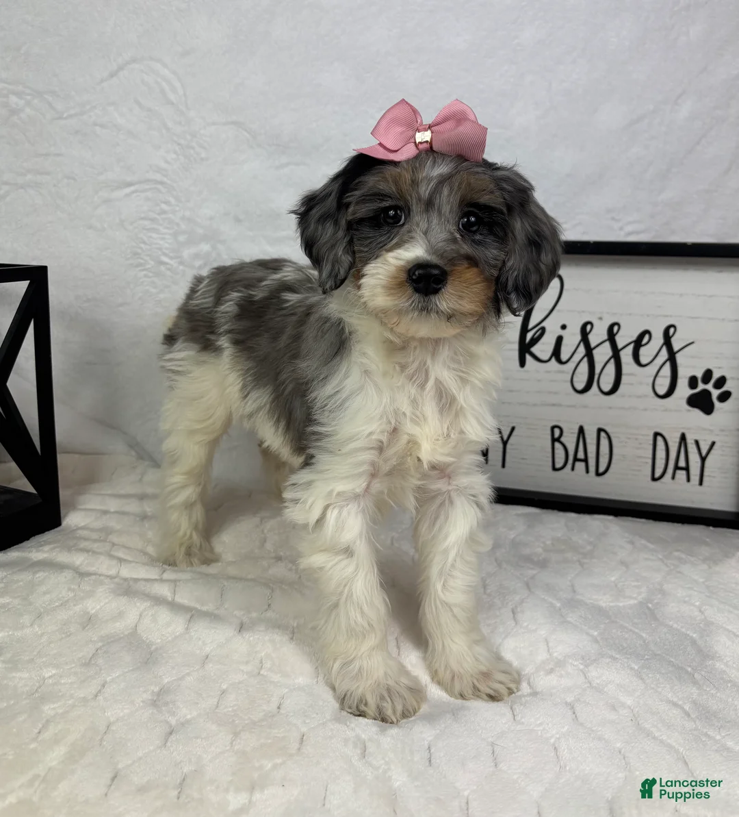 Mini Bernedoodle dogs for sale: Rachel - Ad 5