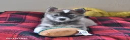 Pomsky dogs for sale: Alice - Ad 1