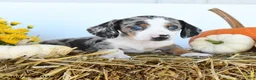 Miniature Dachshund dogs for sale: Willow - Ad 4